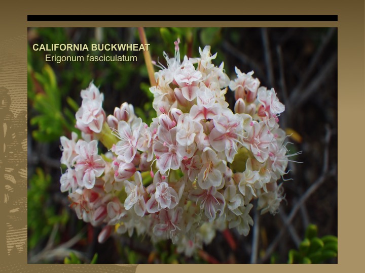 California Buckwheat