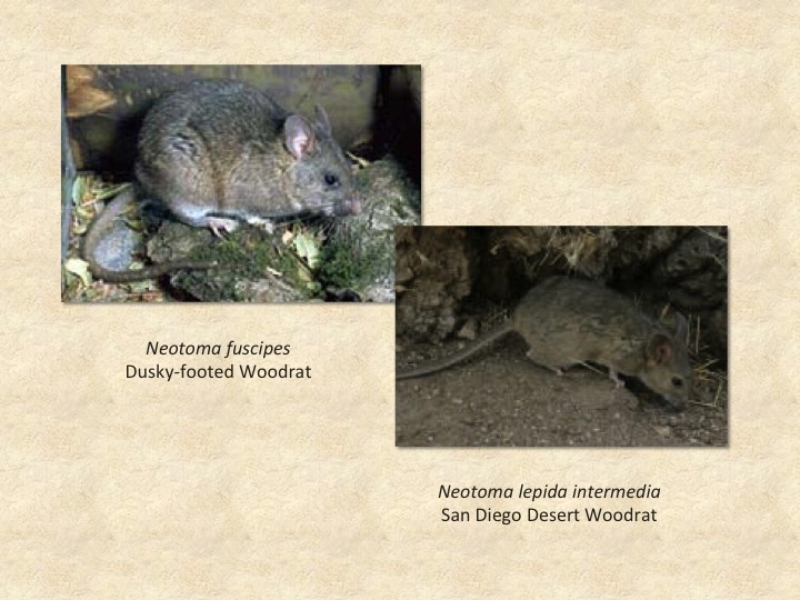 woodrat