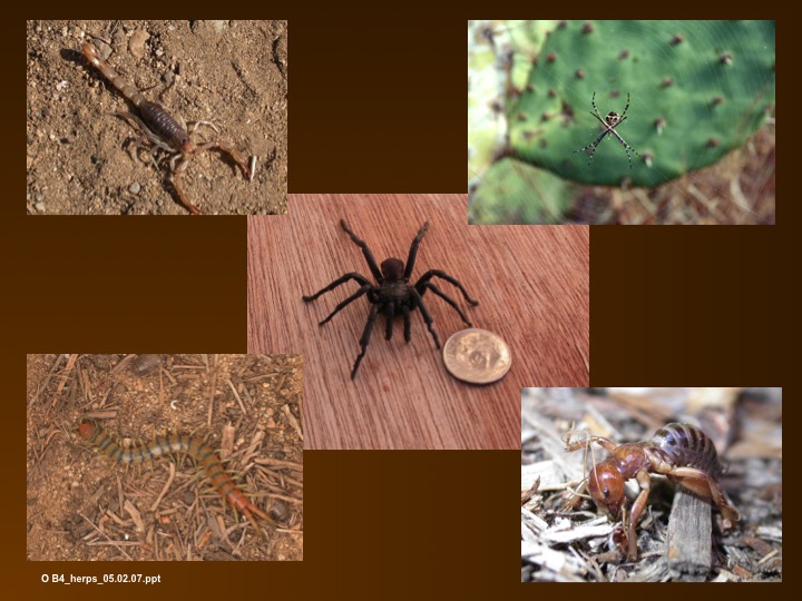 Herpetology and Invertebrates at CNM