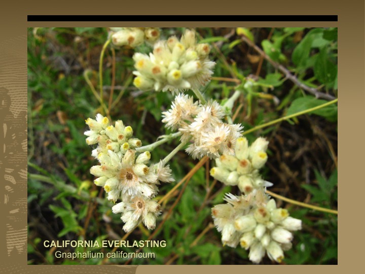 California Everlasting