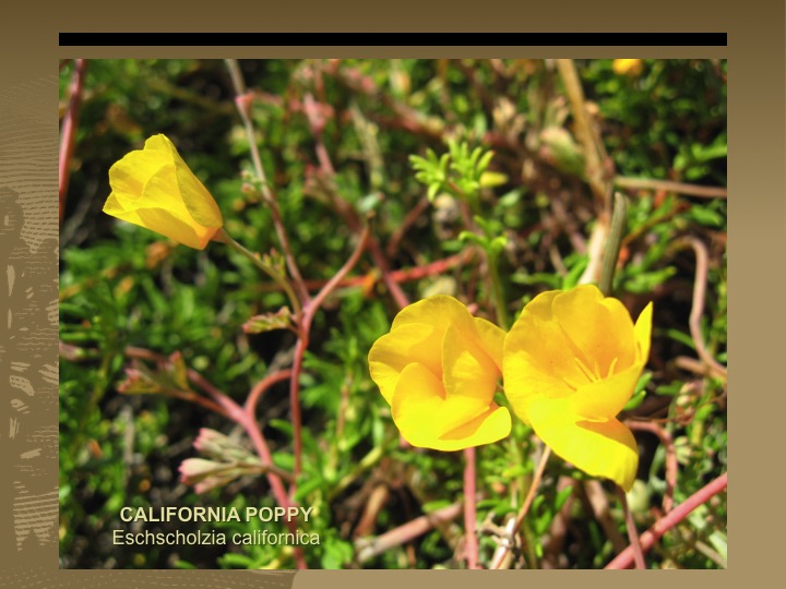 California Poppy