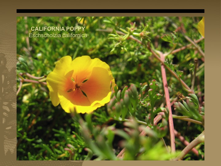 California Poppy