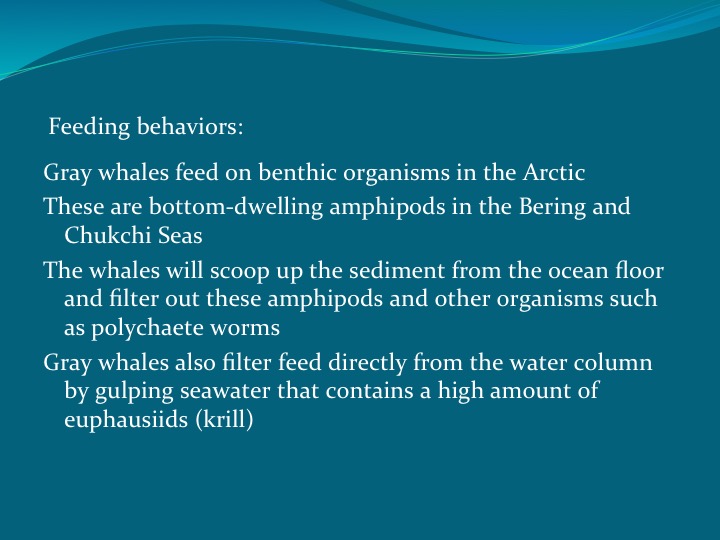 Gray Whales