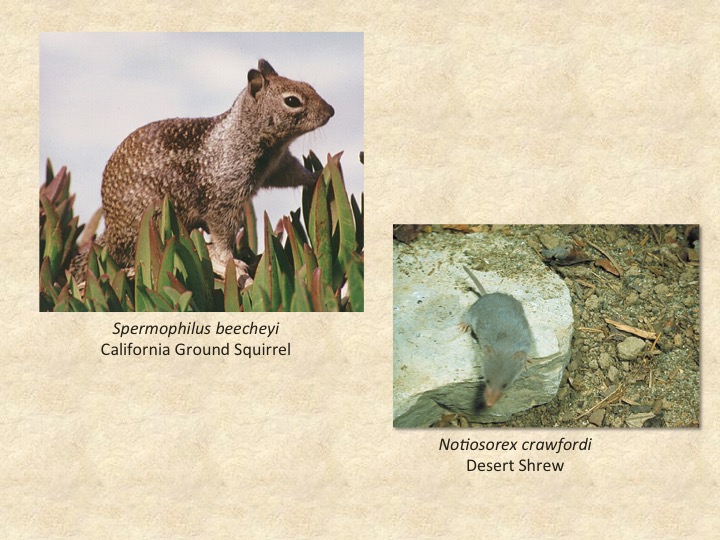 Ground Squirrel, Desert Shrew