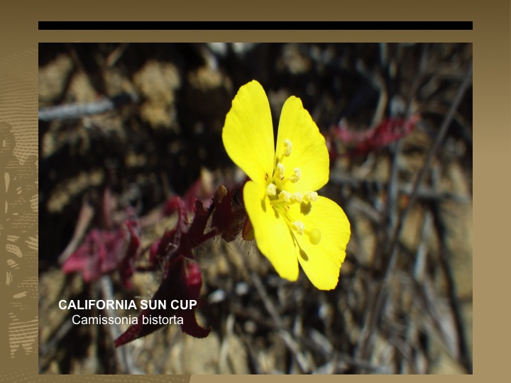 California Sun Cup