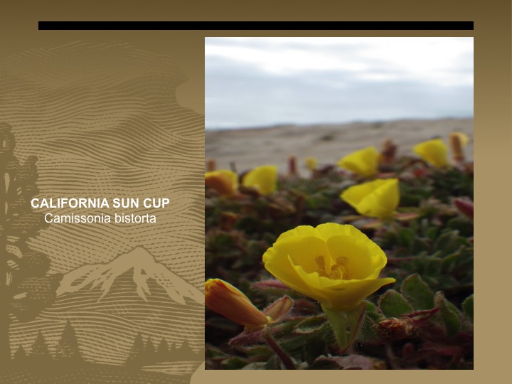 California Sun Cup