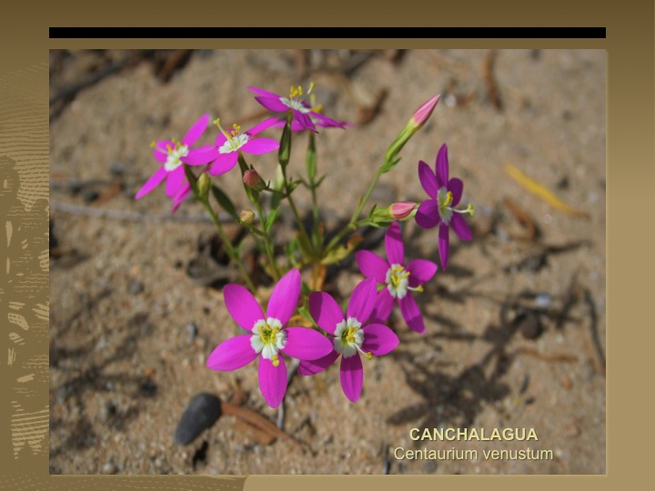 Canchalagua