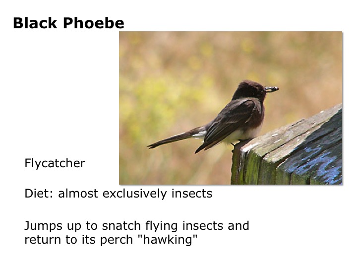 Black Phoebe