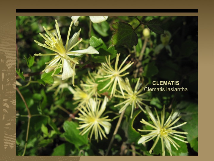 Clematis