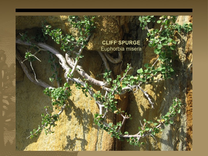 Cliff Spurge