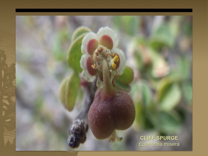 Cliff Spurge
