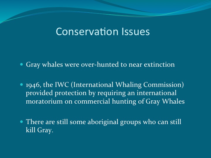Gray Whales