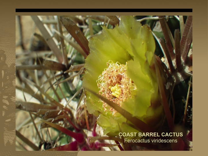 Coast Barrel Cactus