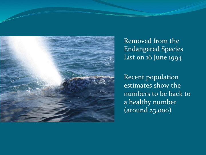 Gray Whales