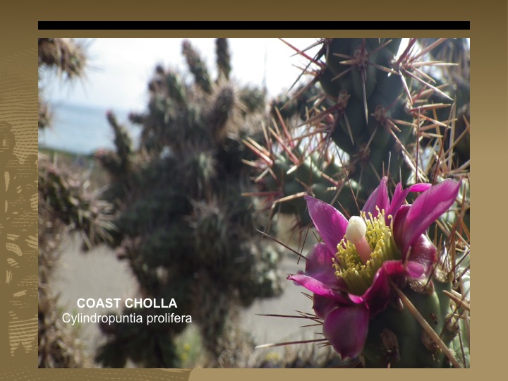 Coast Cholla