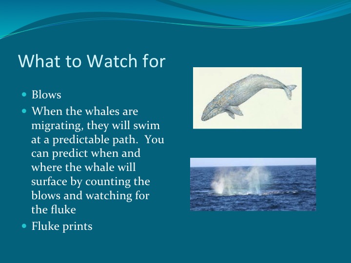 Gray Whales