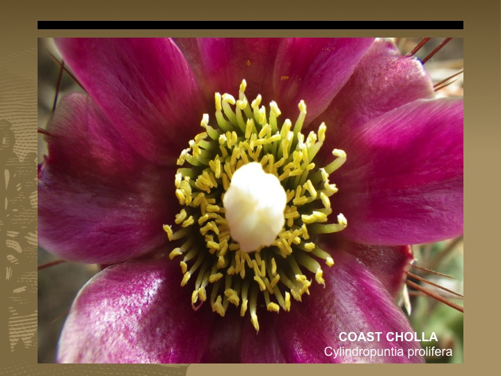 Coast Cholla