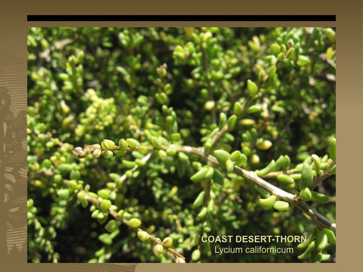 Coast Desert-Thorn