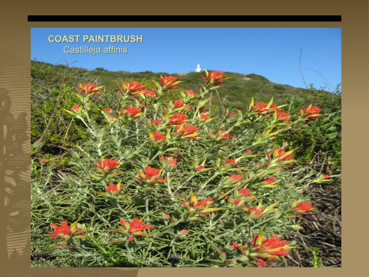 Coast Paintbrush