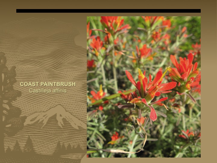 Coast Paintbrush