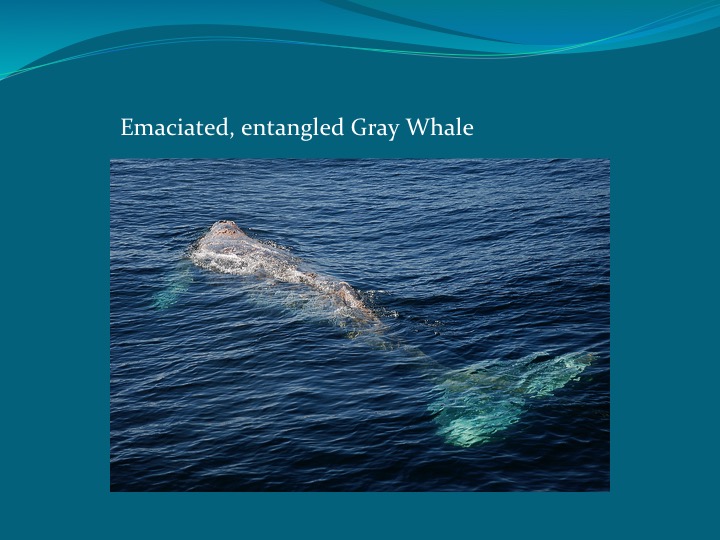 Gray Whales