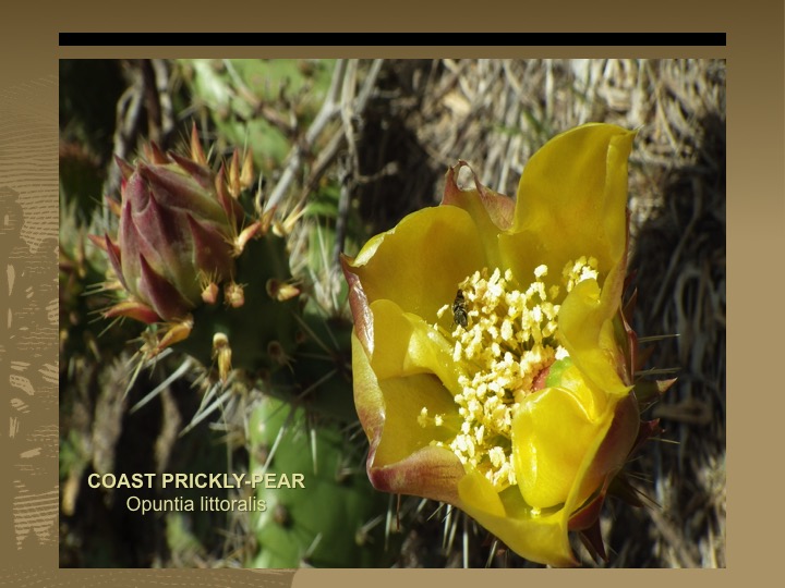 Coast Prickly-Pear