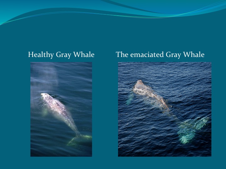 Gray Whales