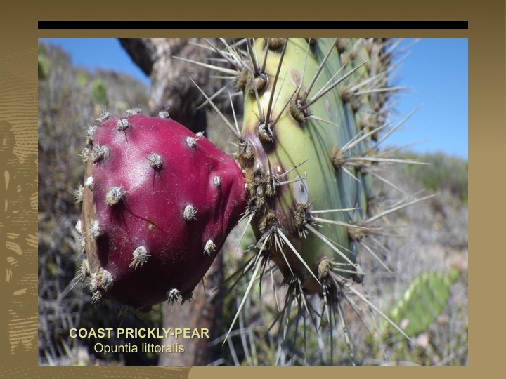 Coast Pricky-pear
