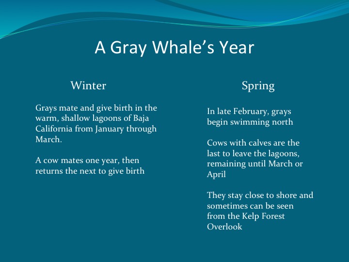 Gray Whales