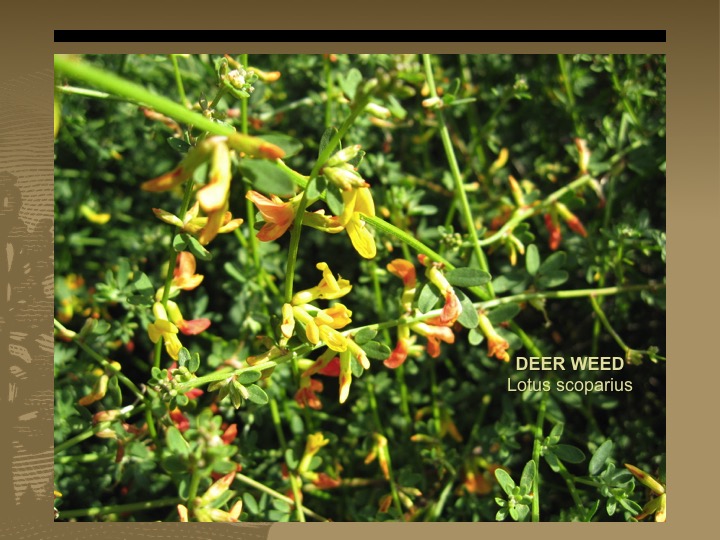 Deer Weed