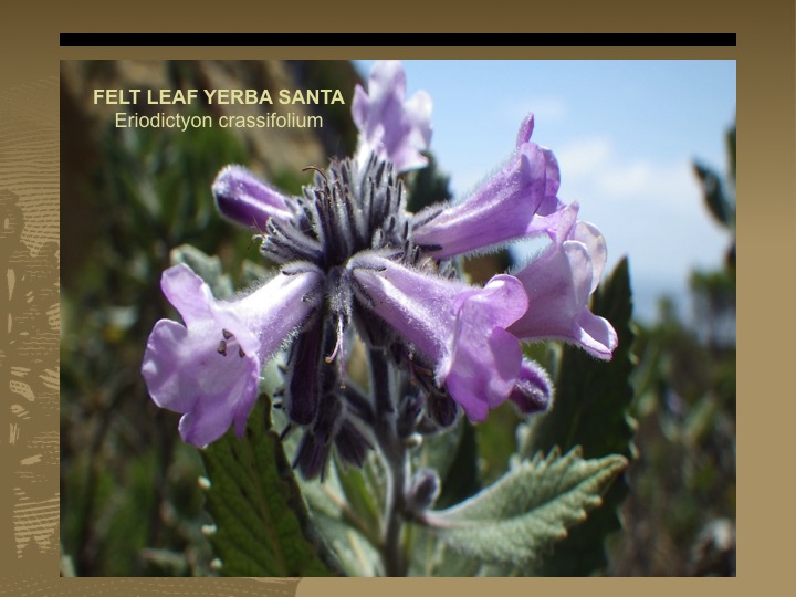 Felt Leaf Yerba Santa