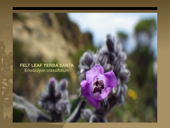 Felt Leaf Yerba Santa