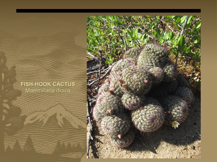 Fish-hook cactus