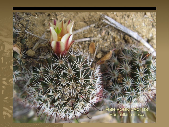 Fish-hook cactus