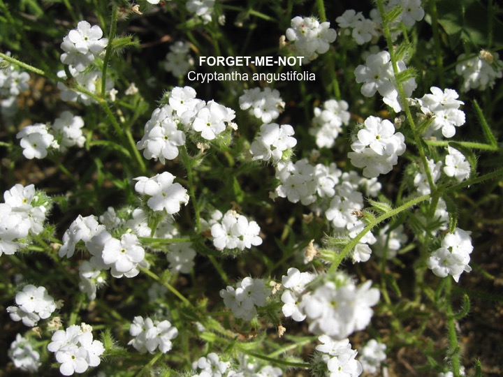 Forget-me-not