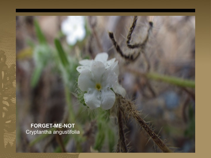 Forget-me-not