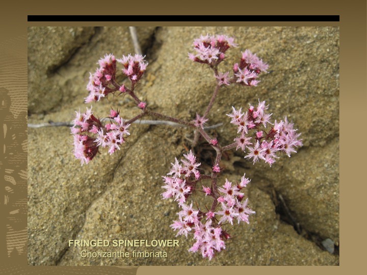 Fringed Spineflower