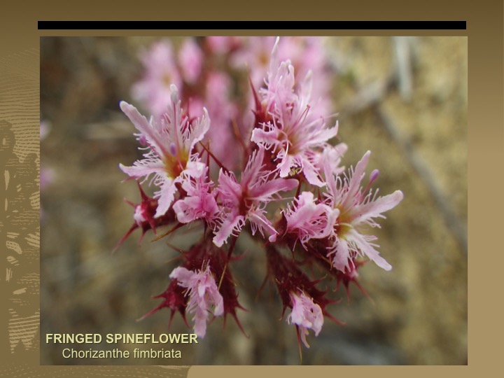 Fringed Spineflower