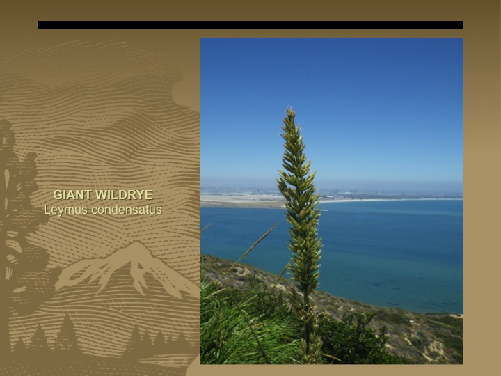 Giant Wildrye