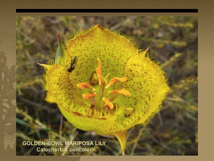 Golden-Bowl Mariposa Lily