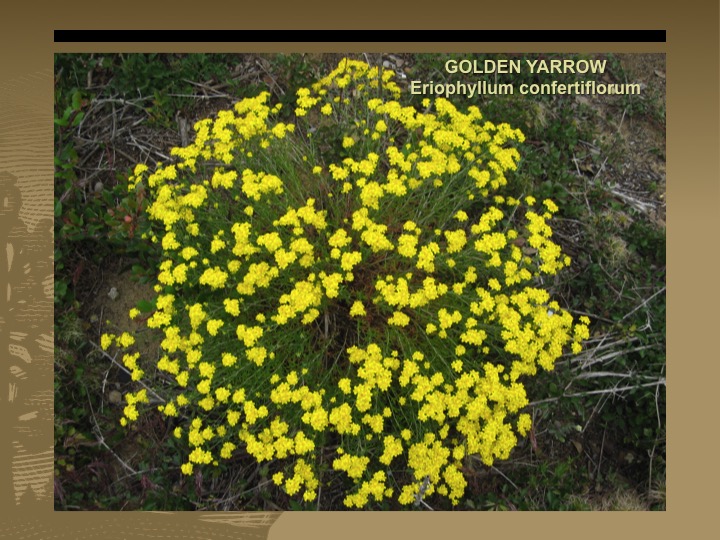 Golden Yarrow