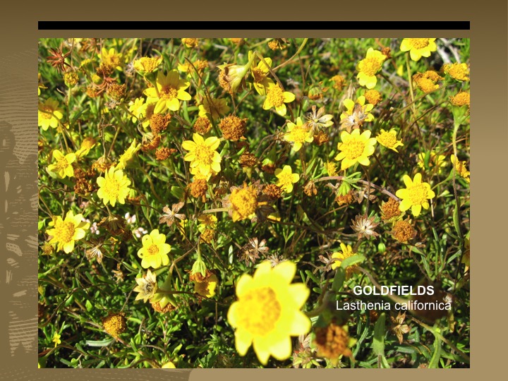 Goldfields
