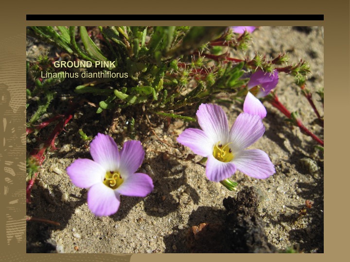 Ground Pink