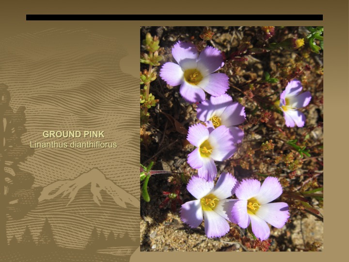Ground Pink