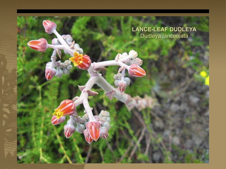 Lance-leaf dudleya