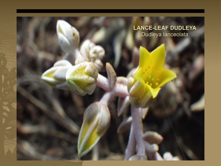 Lance-leaf dudleya