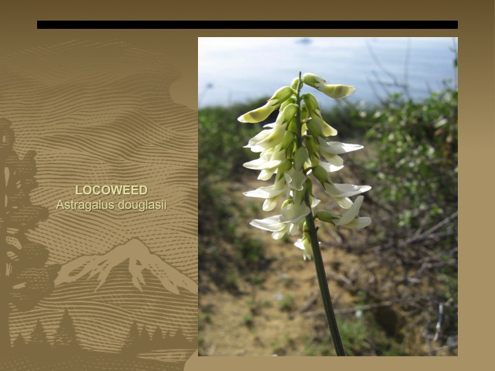 Locoweed