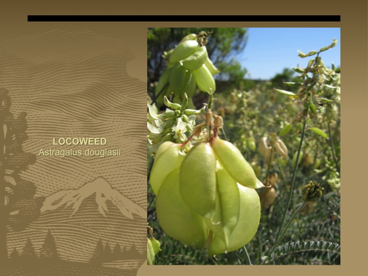 Locoweed