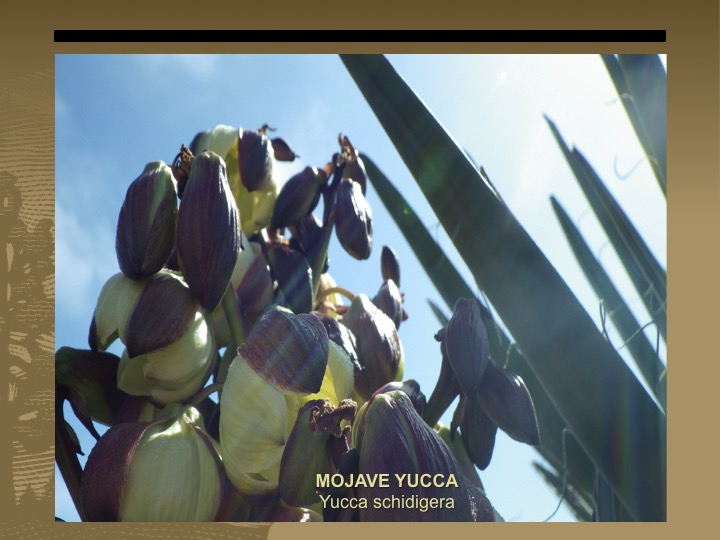 Mojave Yucca
