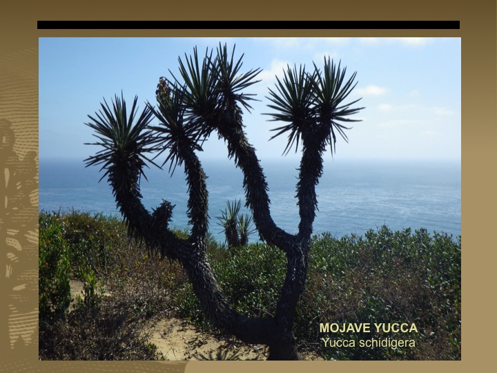 Mojave Yucca
